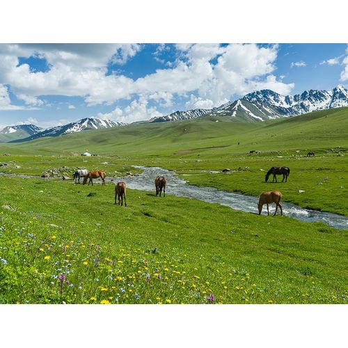 Horses on summer pasture The Suusamyr plain-a high valley in Tien Shan Mountains-Kyrgyzstan